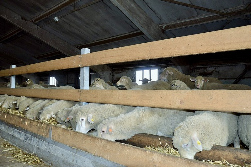 АО «Донэнерго» обеспечило надежным электроснабжением новые овцеводческие комплексы в Белокалитвинском районе